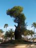 Ein sehr alter Baum mit einem unheimlich dicken Stamm an der Strandpromenade
