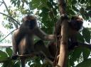 2 Affen im Baum