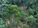 Der Tree Top Walk bietet mal eine andere Perspektive auf die Baeume im Regenwald