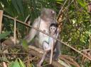 Auch junge Affen turnen hier rum, und bei Gefahr gut behuetet von Mama