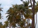 Mal wieder Palmen am Strand ;-)