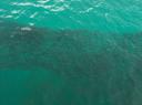 Grosse Fischschwaerme, die man vom Steg aus gesehen hat