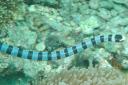 Eine Unterwasserschlange