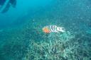 ein farbenfroher Fisch unter Wasser