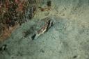 Nachttauchgang - eine Krabbe im Sand