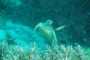 Eine Schildkroete unter Wasser