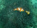 Clownfisch vor einer Anemone