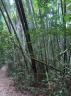 Das scheint Bambus zu sein, der hier sehr hoch in Form eines Busches waechst